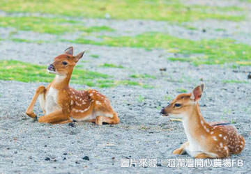 台開心農場